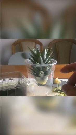 Ananas Pflanzen 4. Teil. Wie man Ananas zu Hause anbaut, einfache Schritte.