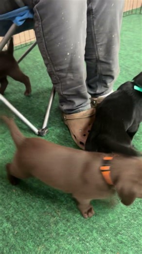 Cute Lab Puppies Nail Trimming #retrievertraining