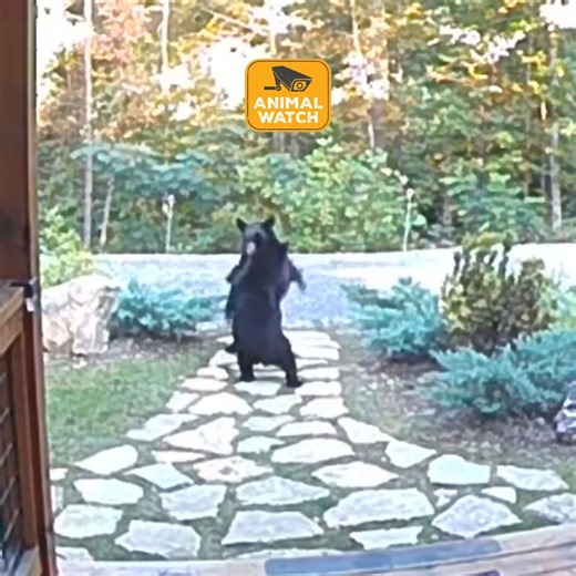 Wild animals just want to be your neighbor 🎶 🫎🤪 | The Pet Collective