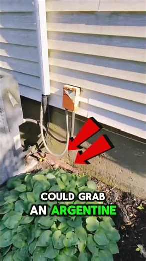 Would You Catch This Tegu Lizard for $20? 🦎💵 #shortvideos #animals #work