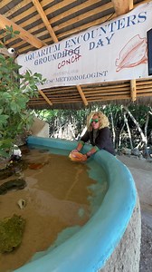6.1K views · 106 reactions | Come shell-abrate ground conch day with us! | Florida Keys Aquarium Encounters | Facebook