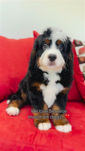 We absolutely love Bernese Mountain Dogs 🤍 They’re one of the most loyal, sweet, gentle breeds out there. But over the years, we’ve really fallen in love with Ultra Bernedoodles as well, and here’s why: They’re still about 70% Bernese Mountain Dog, so you keep that wonderful Bernese personality and heart. But because they come from a more diverse genetic background and carry the furnishings gene from the poodle side, you often see: • Less shedding • Fuller, fluffier coats • Often a slightly sma