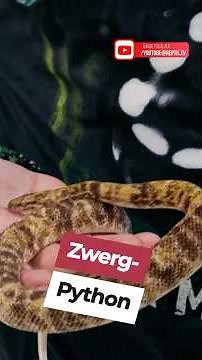 One of the rarest Stimson's pythons in the world?! 😳