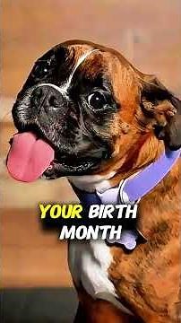 Which Boxer Dog Matches your Birth Month? Part 2