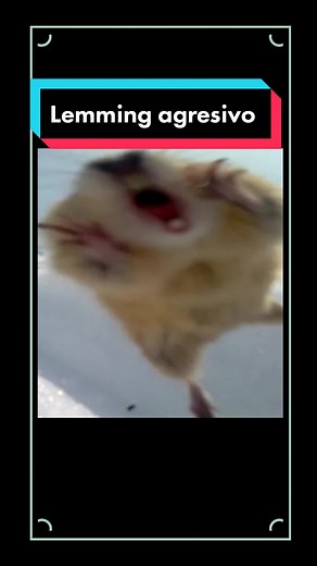 Fascinating Facts About Lemmings: Myth vs Reality