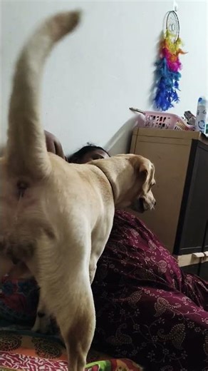 #labrador #dogbreed #roblox 😂🤣🦮🐕😂🤣