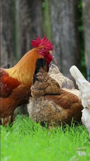 Electric Chicken Fence – Heavy Duty Poultry Netting for Safe and Secure Enclosures | HomeMyGarden