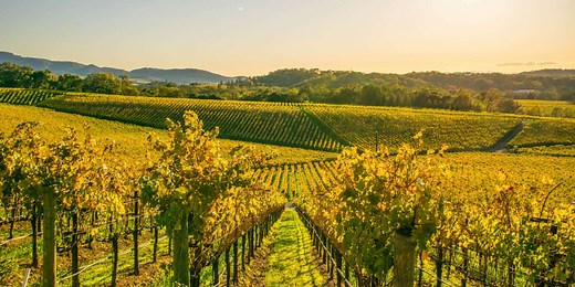 The Best Things to Do in Napa and Sonoma, According to Locals