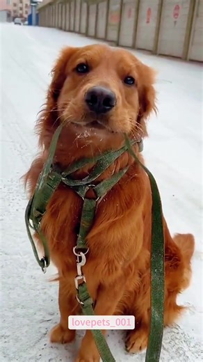 A dog’s reaction to seeing snow.#dog #dogs #doglover #dogsoftiktok #funny #foryou #funnyvideos #viral #fypシ #funnytiktok #fypシ゚viral #usa🇺🇸