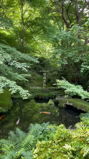 16K views · 1.8K reactions | 瑠璃光院 京都 / Rurikoin in kyoto...
