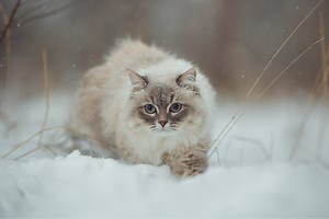 Meet The Neva Masquerade: Russia's Siberian Cats
