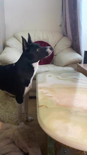 338 reactions · 15 shares | Barney watching Dr Dolittle#drdolittle | Stephen Kelleher | Facebook