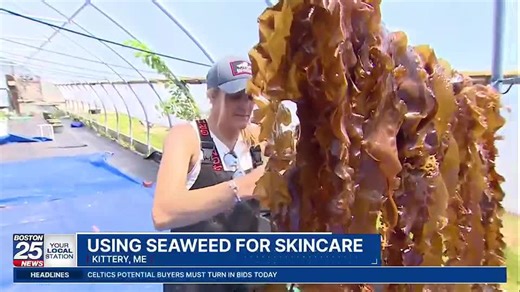 'Nutrient-rich, under-valued resource': Seaweed fueling New England skincare business