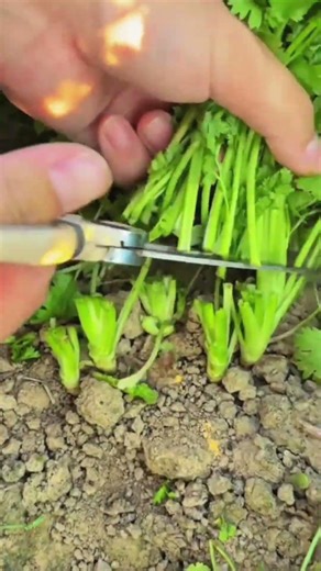 Fresh Garden Harvest Efficiently Cutting Organic Celery Stalks for Healthy Meals