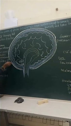 How to draw Human Brain Easy Just a minute,, Observational Drawing Sk Gone mad with drawing