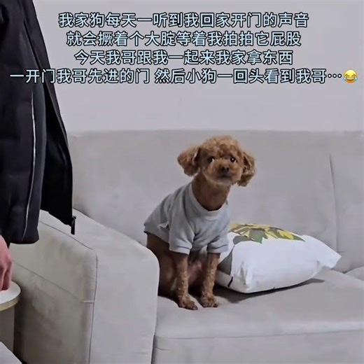 Why Is This Tiny Pooch So Awkwardly Social