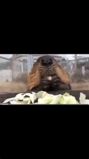 🦫 🥬 Beaver eating lettuce is the best thing ever! #beaver #eating #relax