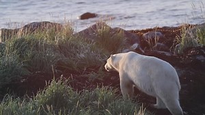 From the CBC archives: Sayisi Dene in Tadoule Lake (1978)