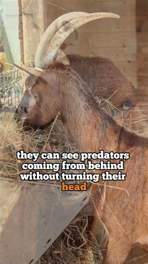 5 facts about goats, the last one is crazy.