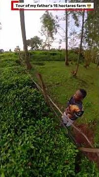 Ever Seen a Tea Farm Like This? 🍃☕ Inside My Father’s 15 Hectares Tea Plantation 🌍🌱 in Kenya.