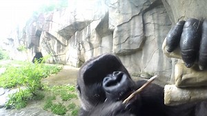 36K views · 2.7K reactions | We like to use enrichment that encourages natural behaviors and that also enhances their problem-solving skills. Here you see Elle using a stick to retrieve a special treat out of an enrichment feeder. Sometimes they will make modifications to the stick to help them retrieve items better! This great video is brought to you by Great American Insurance Group. | Cincinnati Zoo & Botanical Garden | Facebook