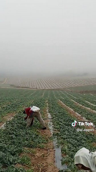 #เพลงกระแสมาแรงวันนี้ #ที่ไร่แตงโมวันนี้ #ທີ່ເມືອງນານ บรรยากาศหนาวมาก