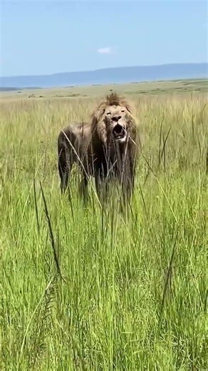 KING OLOIMINA: A Royal Stroll After a Massive Hippo Feast! 🦁👑 #Shorts #lion #bigcats