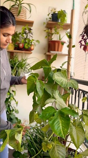 How to Take Care of Your Plants | Easy Plant Care Tips for Healthy Growth#gardeningtips