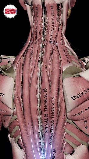 Dive into today's video focusing on strengthening your thoracic erector spinae! The thoracic erector spinae include three key muscles that are crucial for a strong and flexible back: the spinalis thoracic, longissimus thoracis, and iliocostalis thoracis. ! 💪 🔹 Exercise: Spinal Extension with a Resistance Band 🔹 📌 Did you know? Sitting will help you focus the movement on the thoracic spine rather than the lumbar spine! Want better training results? Check out our STRENGTH TRAINING APP link in 