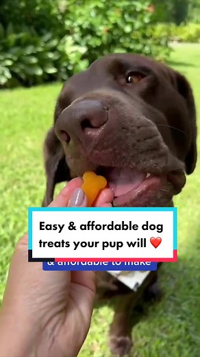 Easy & Affordable Jelly Dog Treats for Your Pup