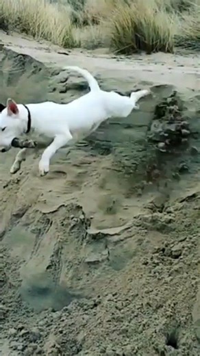 Our bull terrier Jumping with a stick 🫣🫣 #bullterrierlife #bullterrierlovers #funnydogs #dog | Bull Terrier Lover