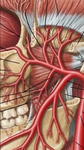What is the MAXILLARY Artery?