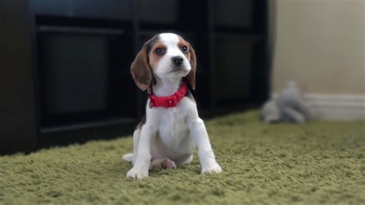 Beagle puppy grows from 8 weeks to 3 months
