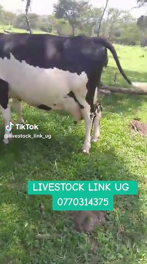 #farminginuganda #farmersmarket #farmingroutine #girolando #farmingroutine #dairyfarm #cattlefarming #dairyfarmersinuganda