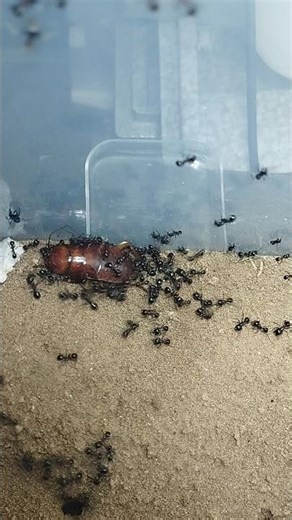 Ants vs crockroach #crockroach #predatoryants #predator #insects #fourmis #ants #antkeeping
