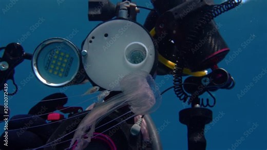 Jellyfish and its fish companions swimming in front of underwater camera