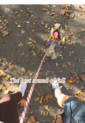 Leaves crunching under our feet 🥰 ahhh can’t think of a better sound to represent fall time 🍁 #fall #fallaesthetic #autumn #walk #goodvibes
