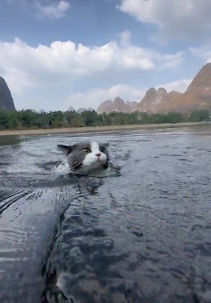 Anak Kucing Berenang dengan Lucu