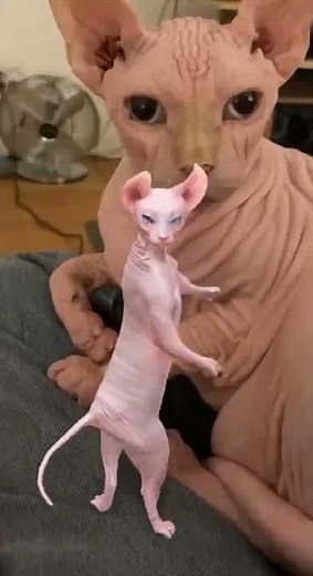 Dancing Sphynx Returns!