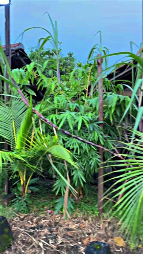 Discover Surabaya's Unique Culinary Delights