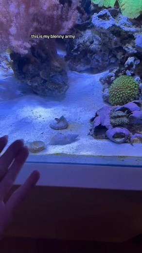 it’s growing! #blennyarmy #barnacleblenny #blenny #marinefish | Amy Spencer