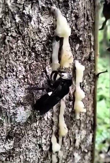 Wallace’s giant bee in the wild rare footage