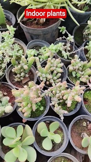 ❤️waw Indoor plants collections❤️ | Garden view #indoorplants #garden #plants #nature