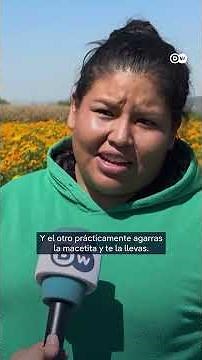 El cempasúchil nativo mexicano, amenazado por la semilla china