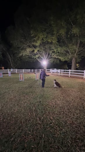 79 reactions · 7 comments | Back at Agility tonight! I finished my basic agility class and we’re having drop in classes until JAN 2026. As you can see, I’m coming along quite nicely! Any opportunity to earn a cookie is alright by me! #agilitydogsofinstagram | McGrady, the Fabulous Deaf Dog, and Friends | Facebook