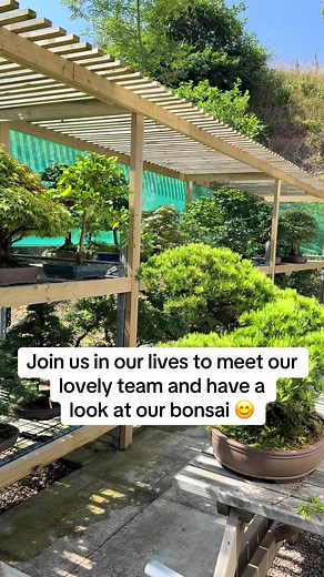 Hello to our new followers ☺️👋 Welcome to Bonsai Direct, a family run business which has been growing bonsai for over 25 years! 🪴 #bonsai #bonsaitree #bonsaidirect #trees #growing #bonsaiforsale #bonsaicare #bonsailife