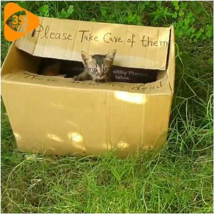 14K views · 959 reactions | The Cardboard Box Full Of Kittens Was Thrown Out On The Street And The Secrets Inside Made Everyone M.i.s.e.r.a.b.l.e  | Pets Life | Facebook