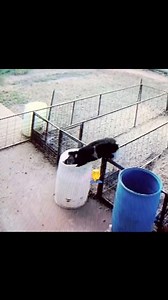 Pig almost accidentally ends itself #scary #horror #darkweb #creepy #scaryvideos #pig #animal | The AV Report