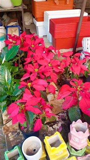 beautiful plant ☘️ gardening vibes 😍 #shortvideo #garden #trending #houseplants #viral #shorts