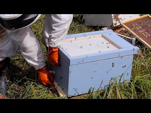Beekeeping Basics with Thomas Clow - Cloake Board